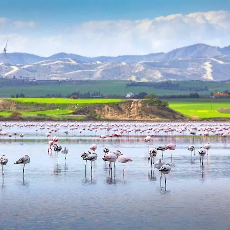 Mariliz Ларнака